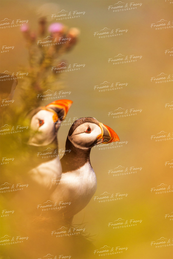 To buy a print or any of the below please click on the images